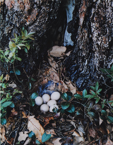 Ruffled Grouse's Nest, New Hampshire von Eliot Porter, Fotografie kaufen auf Singulart