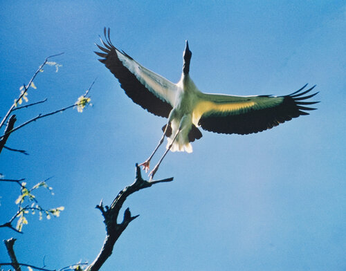 Wood Ibis, Mycteria Americana, Corkscrew Swamp, Florida, 1974 van Eliot Porter, Fotografie te koop op Singulart