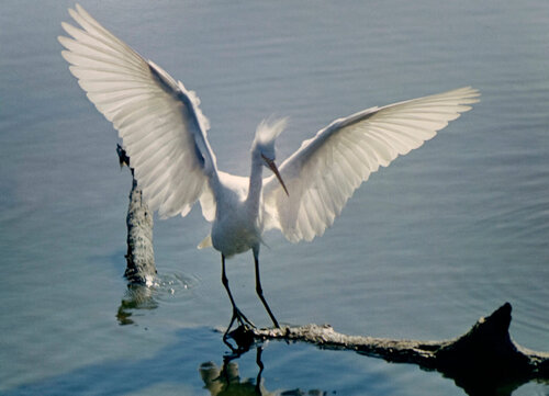 Snowy Egret, Leucophoyx Thula Thula, Everglades National Park, Florida van Eliot Porter, Fotografie te koop op Singulart