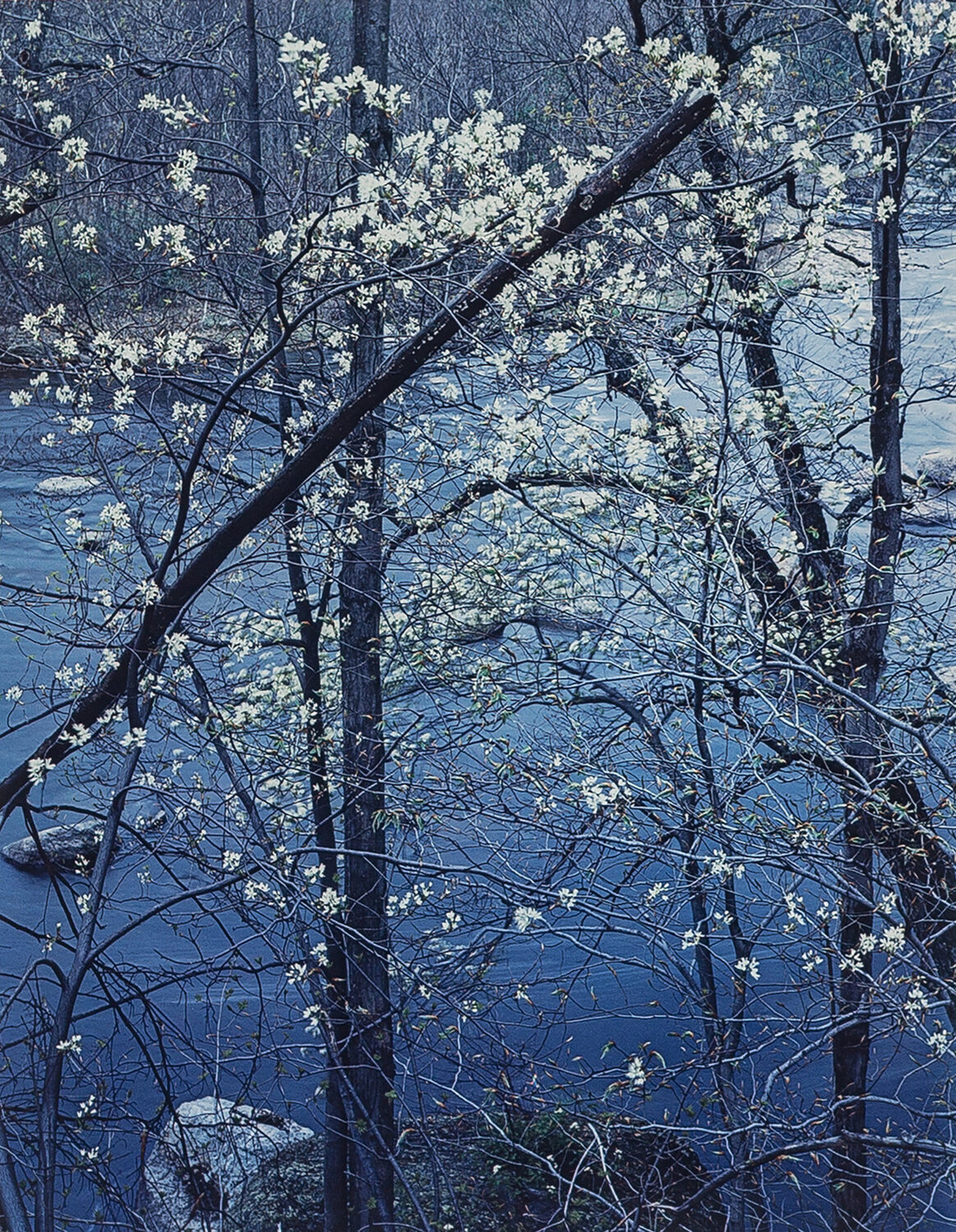Shadbush, Near Hillsborough, New Hampshire Eliot Porter Fotografie zu verkaufen