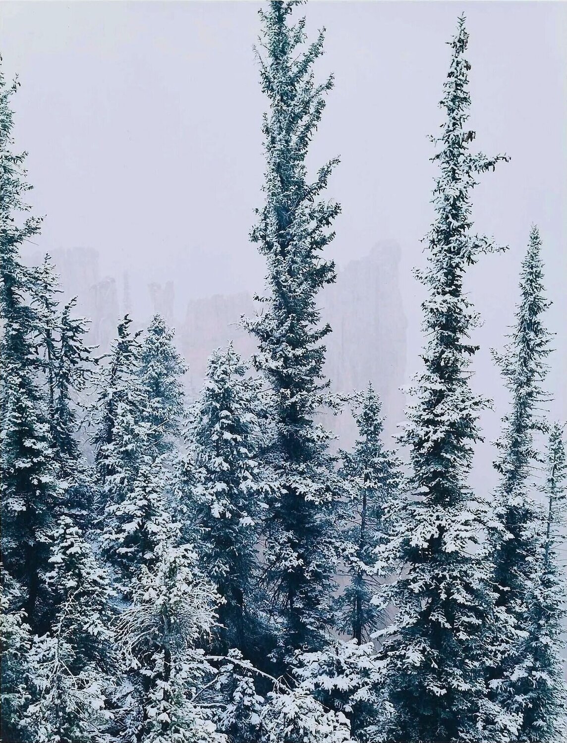 Spires and Spruce Trees, Bryce Canyon, Utah Eliot Porter