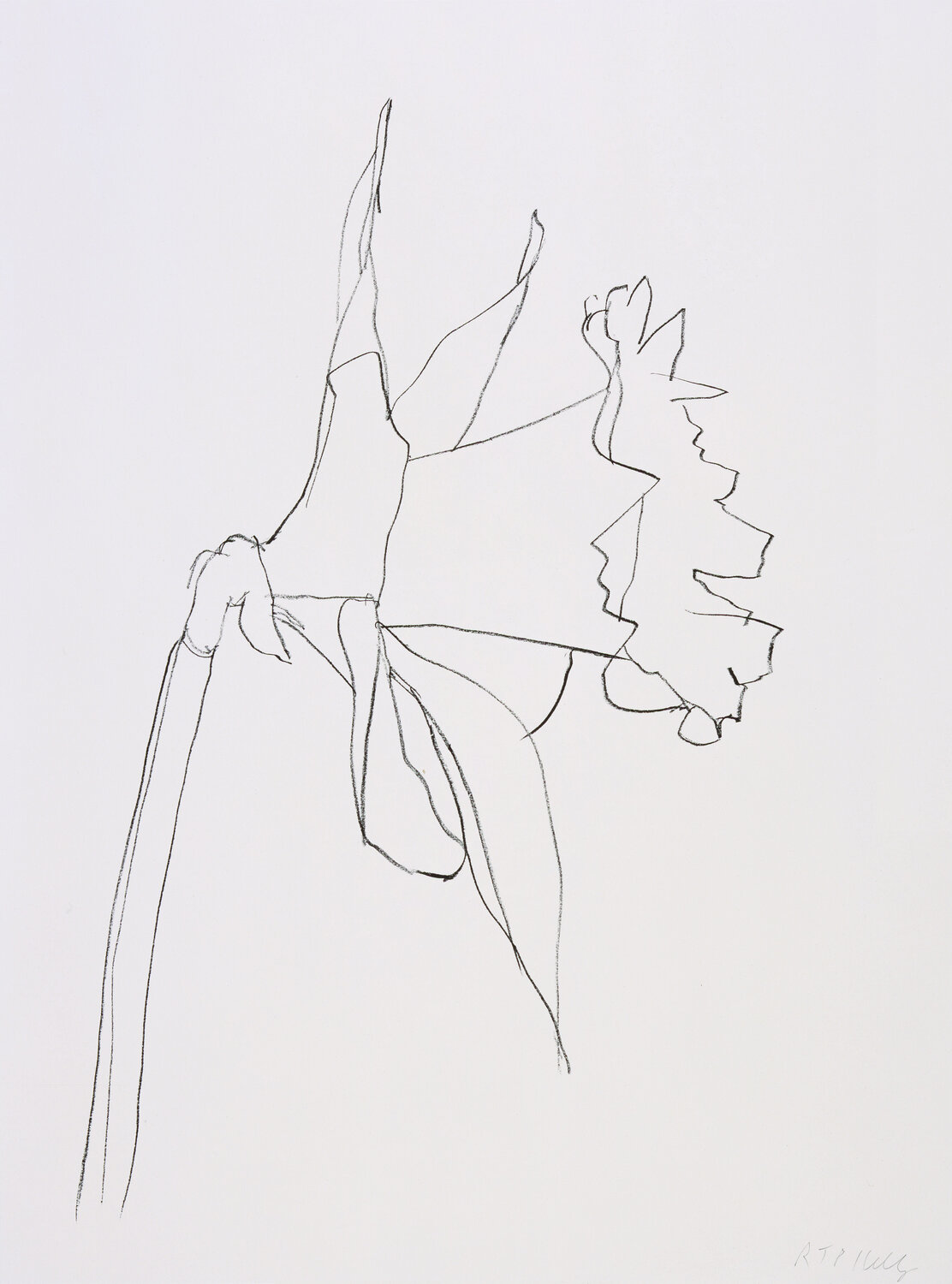 Daffodil Ellsworth Kelly