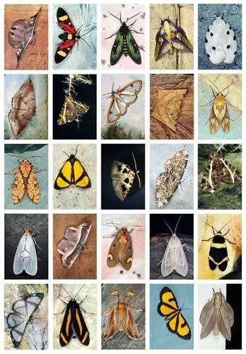 Index 19, May 2008, Panama by Emmet Gowin, 사진 for Sale on Singulart