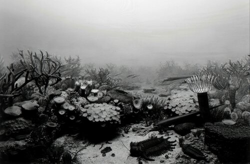 Devonian Period by Hiroshi Sugimoto, Photography for Sale on Singulart