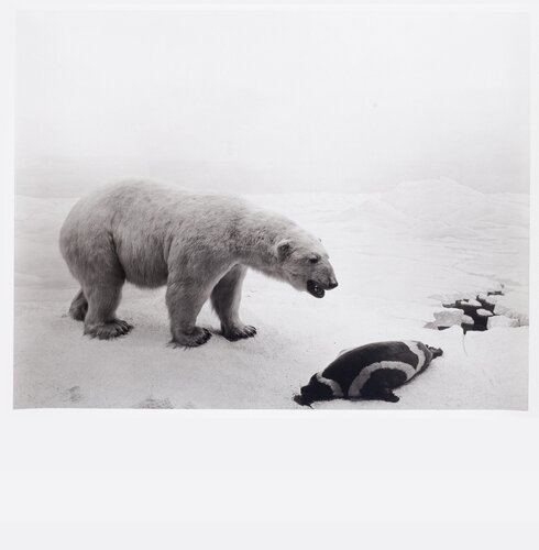 Polar Bear by Hiroshi Sugimoto, Photography for Sale on Singulart