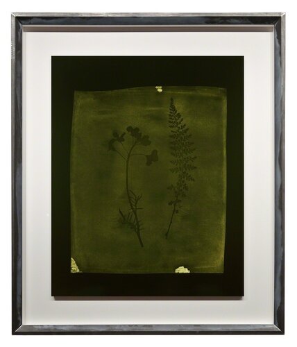 Asplenium Halleri, Grande Chartreuse 1821 - Cardamine Pratensis, April 1839 van Hiroshi Sugimoto, Fotografie te koop op Singulart