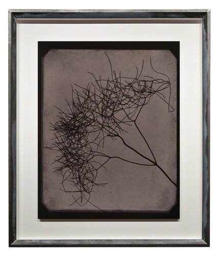 Wild Fennel, circa 1841-1842 van Hiroshi Sugimoto, Fotografie te koop op Singulart