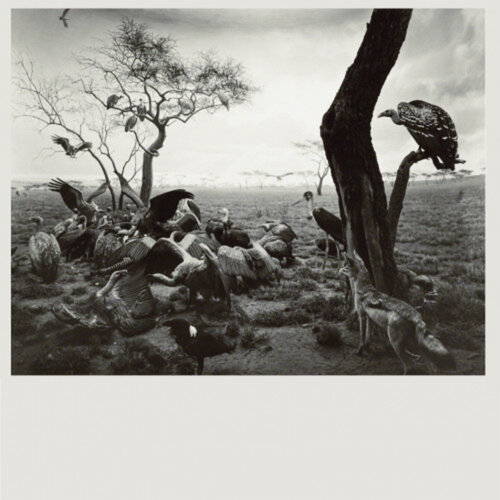 Hyena-Jackal-Vulture van Hiroshi Sugimoto, Afdruk te koop op Singulart