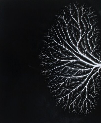 Talbotized 004 van Hiroshi Sugimoto, Fotografie te koop op Singulart