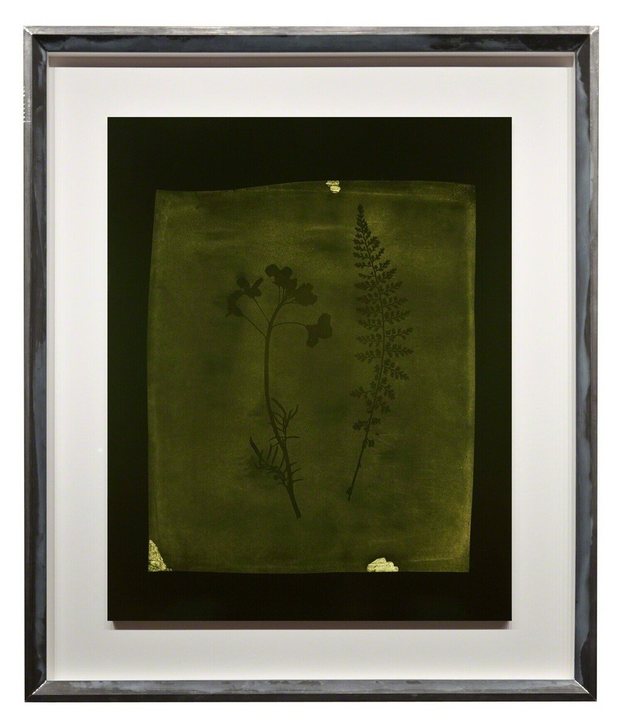 Asplenium Halleri, Grande Chartreuse 1821 - Cardamine Pratensis, April 1839 Hiroshi Sugimoto Fotografia in vendita