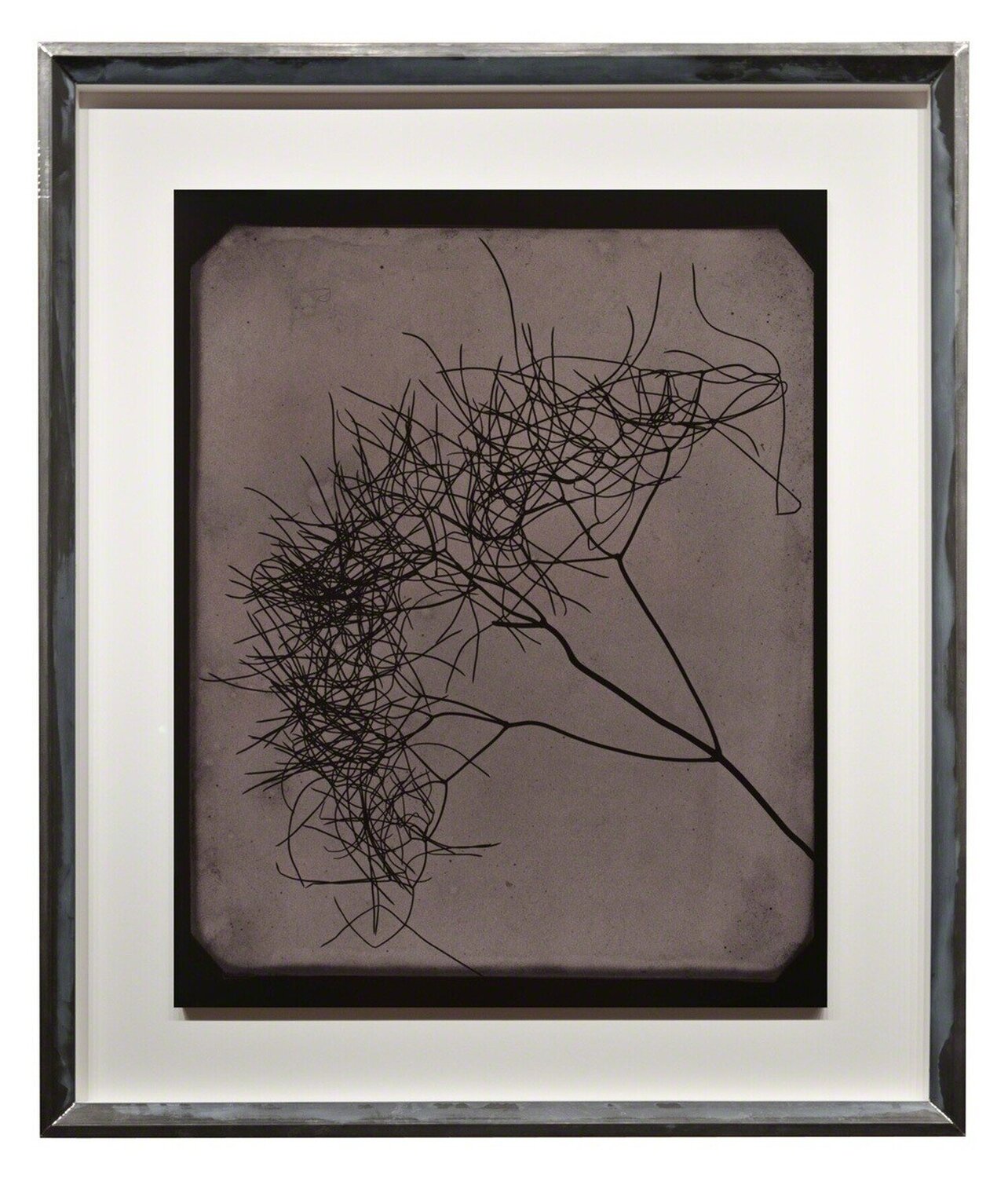 Wild Fennel, circa 1841-1842 Hiroshi Sugimoto