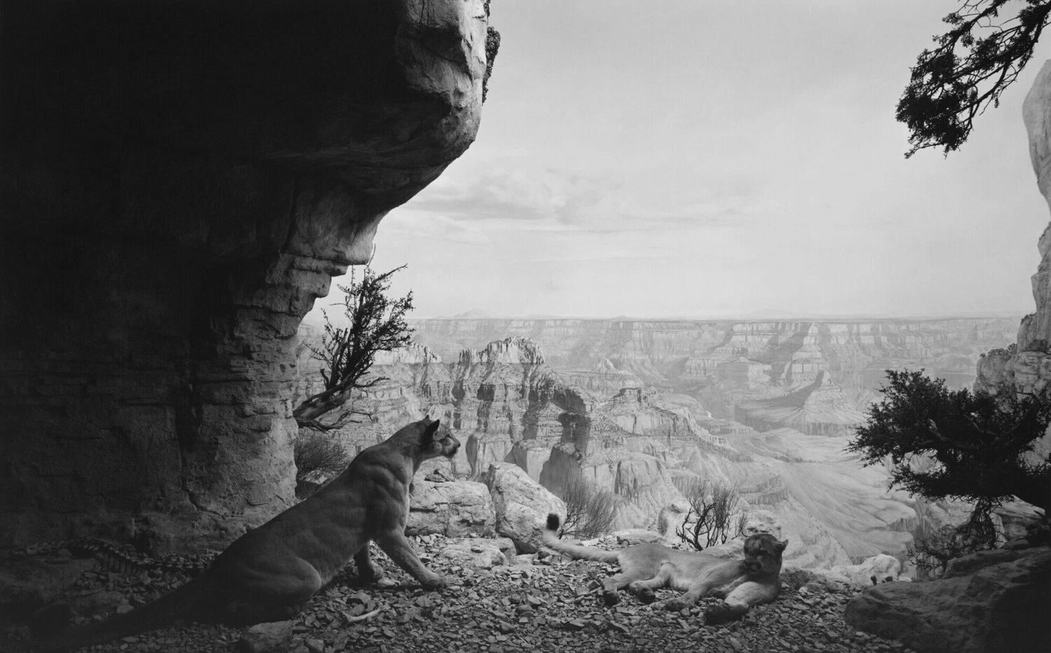 Mountain Lion Hiroshi Sugimoto