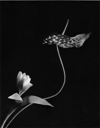 Tulip with Anthurium, Oyster Bay, New York von Horst P. Horst, Fotografie kaufen auf Singulart