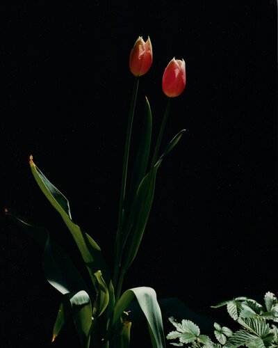 Tulips, Oyster Bay, Long Island van Horst P. Horst, Fotografie te koop op Singulart