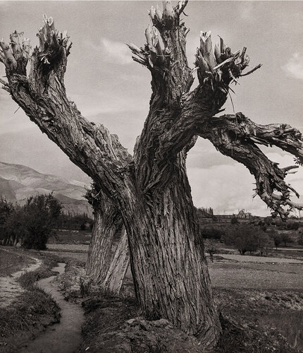Pollard Willow, Teheran, Persia, Iran van Horst P. Horst, Fotografie te koop op Singulart