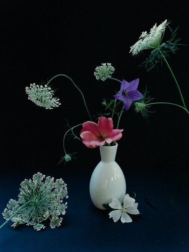 Platycum, Betty Pryor Rose, and Queen Anne's Lace van Horst P. Horst, Fotografie te koop op Singulart