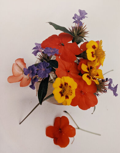 Marigolds, Impatiens, and Violets van Horst P. Horst, Fotografie te koop op Singulart