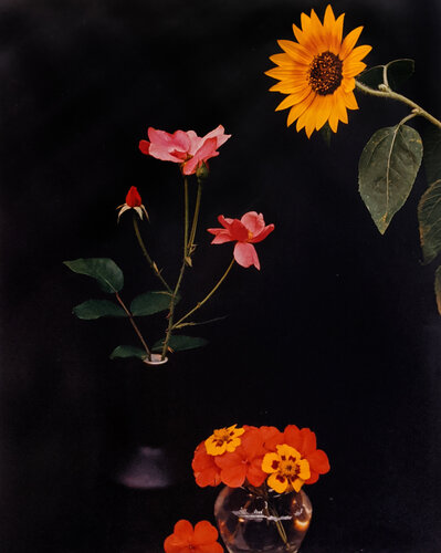 Sunflower, Roses, and Poppies van Horst P. Horst, Fotografie te koop op Singulart