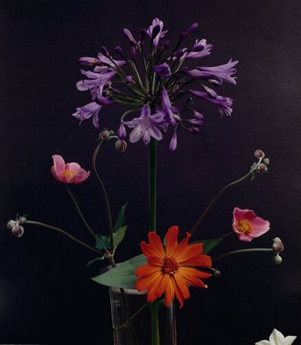 Agapanthus, Anemonoe Japonica, Zinnia van Horst P. Horst, Fotografie te koop op Singulart