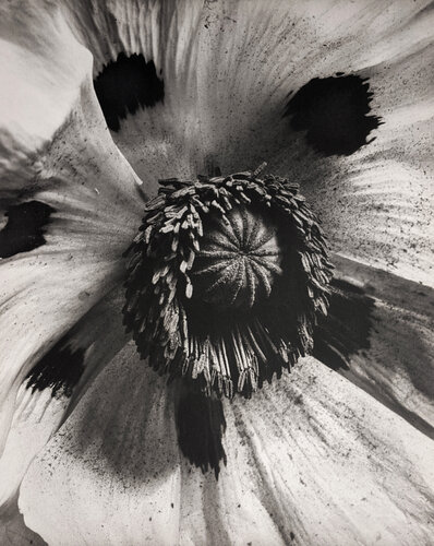 Papaver Orientale (Oriental Poppy) van Horst P. Horst, Fotografie te koop op Singulart