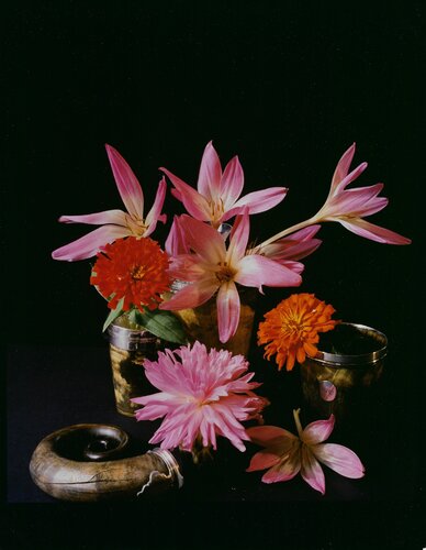 Dahlia, Zinnia, and Fall Krokus van Horst P. Horst, Fotografie te koop op Singulart