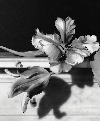 Tulips, Oyster Bay, Long Island van Horst P. Horst, Fotografie te koop op Singulart