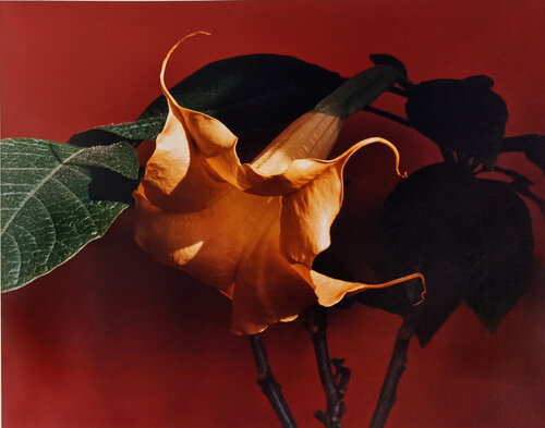 Datura (Trumpet Flower) van Horst P. Horst, Fotografie te koop op Singulart