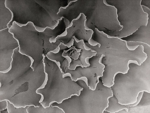 Echeveria Gibbiflora Crispa van Horst P. Horst, Fotografie te koop op Singulart