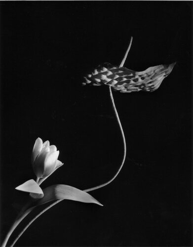 Tulip with Anthurium, Oyster Bay, New York van Horst P. Horst, Fotografie te koop op Singulart