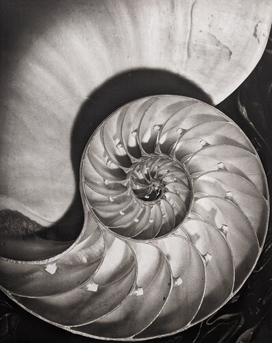 Nautilus Pompileus II di Horst P. Horst, Fotografia in vendita su Singulart
