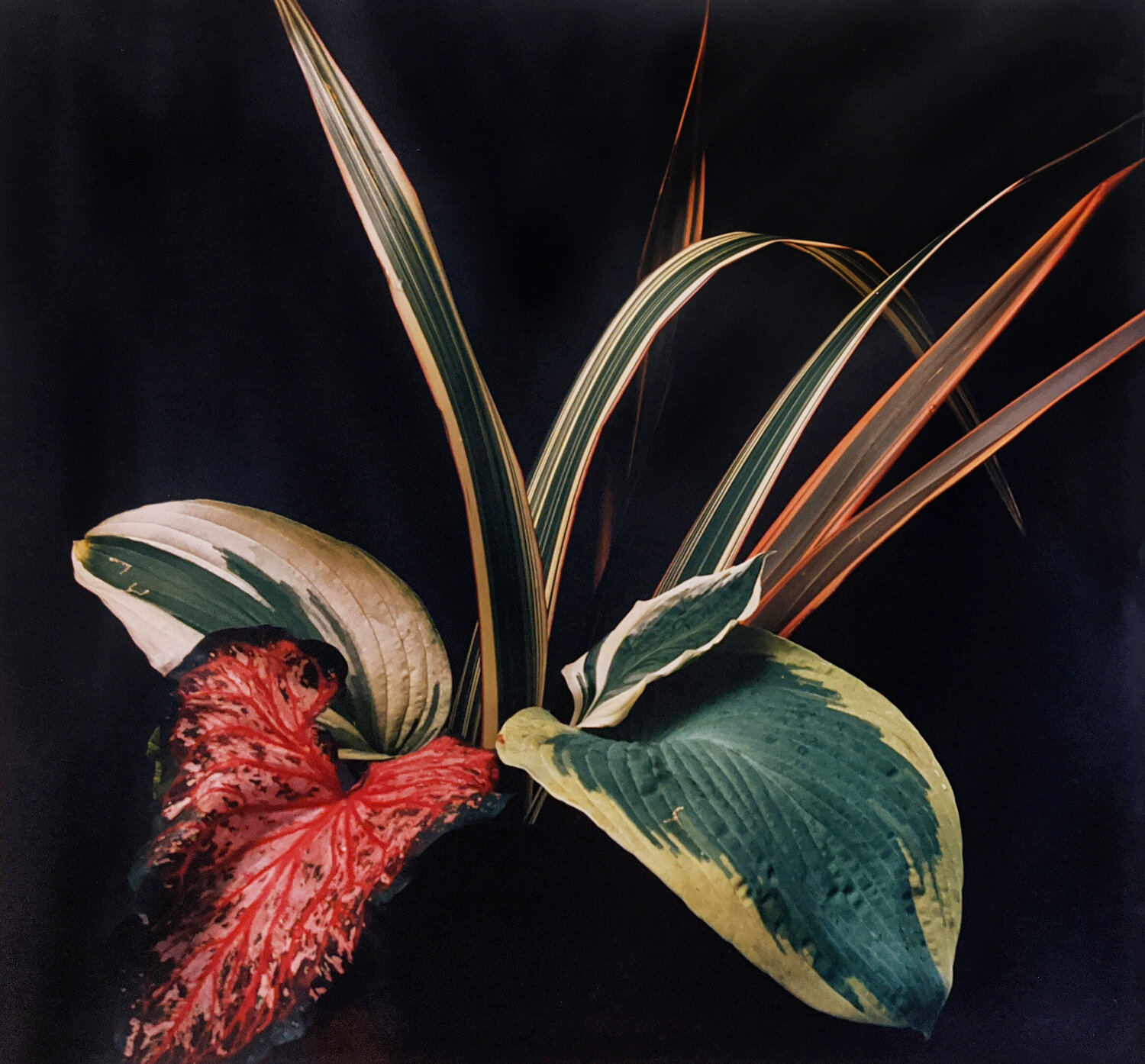Caladium and Hosta Leaves Horst P. Horst Fotografia in vendita