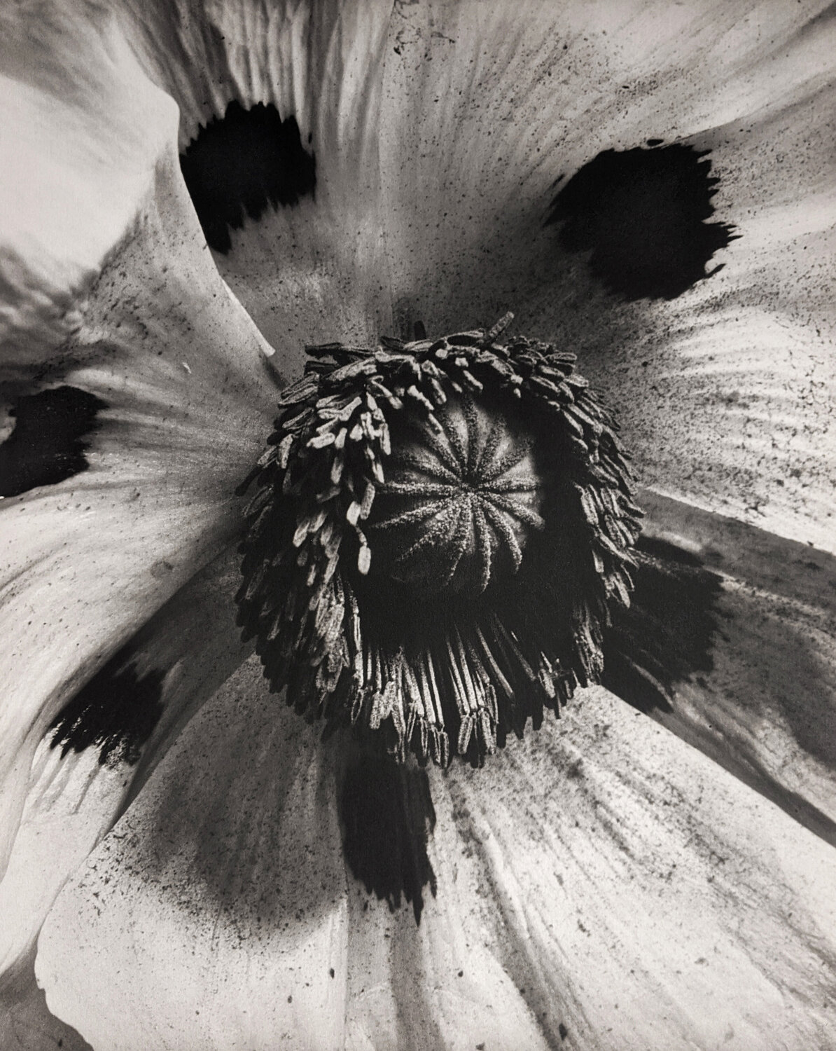 Papaver Orientale (Oriental Poppy) Horst P. Horst Fotografie zu verkaufen
