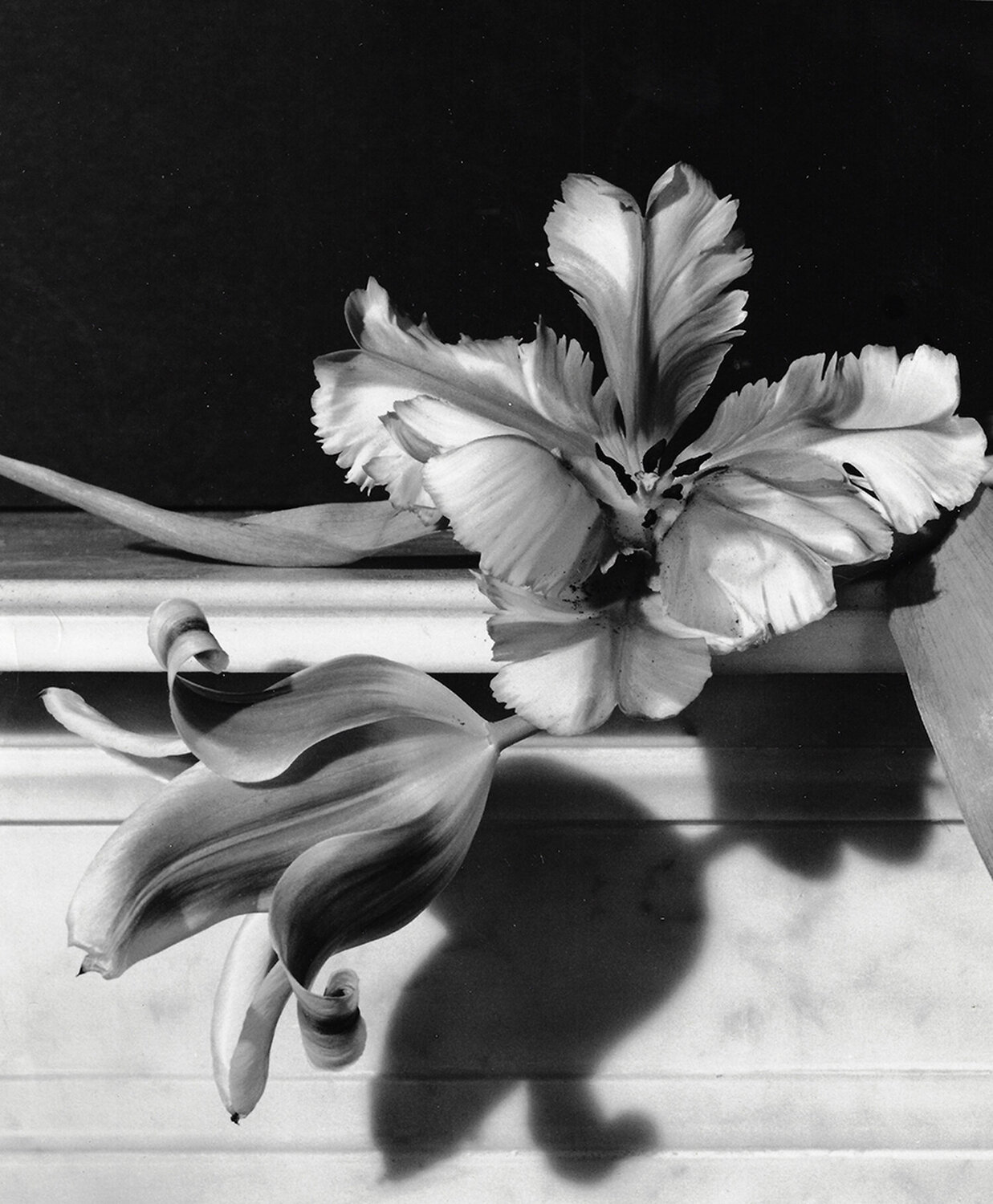 Tulips, Oyster Bay, Long Island Horst P. Horst Fotografie zu verkaufen