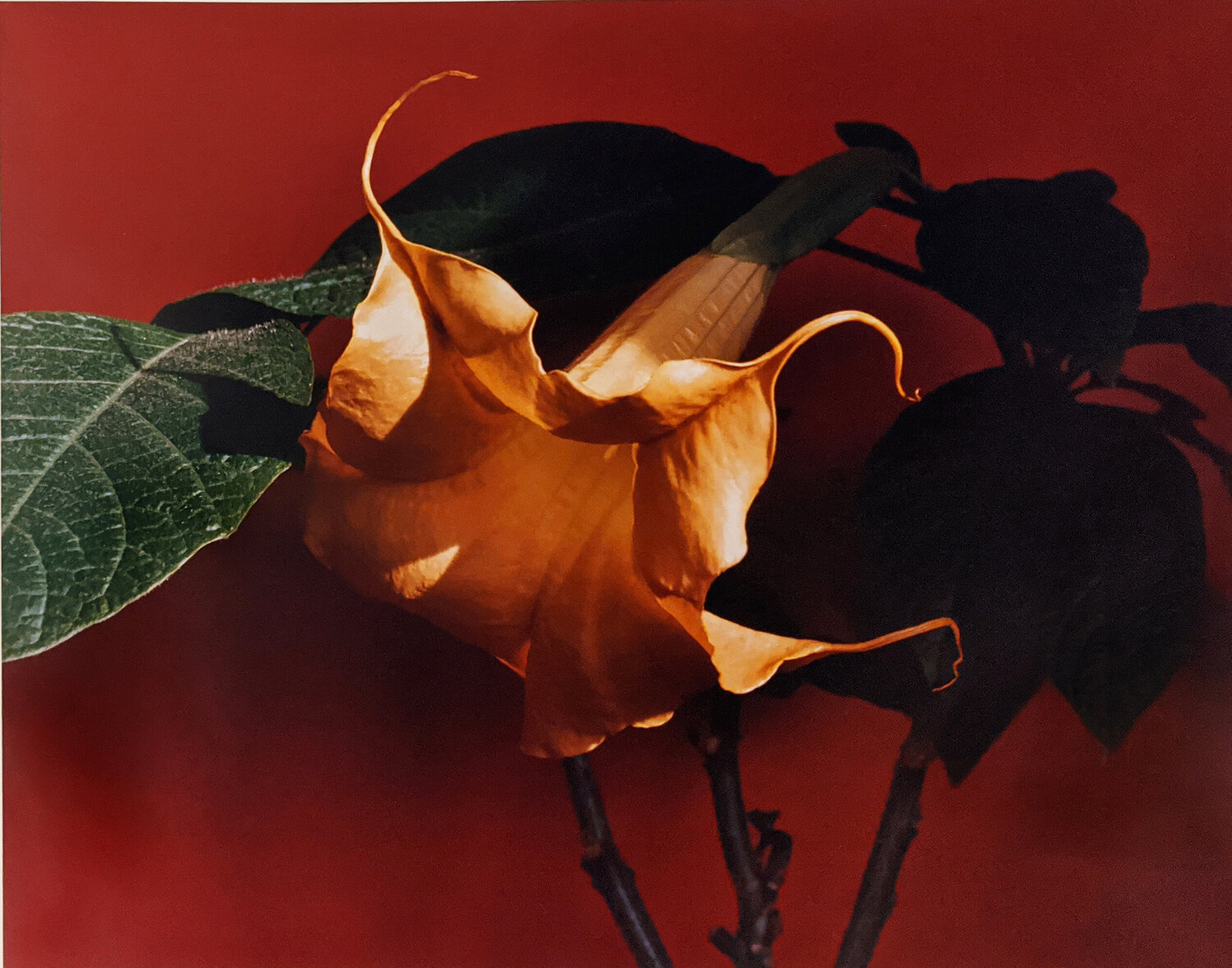 Datura (Trumpet Flower) Horst P. Horst Fotografie zu verkaufen