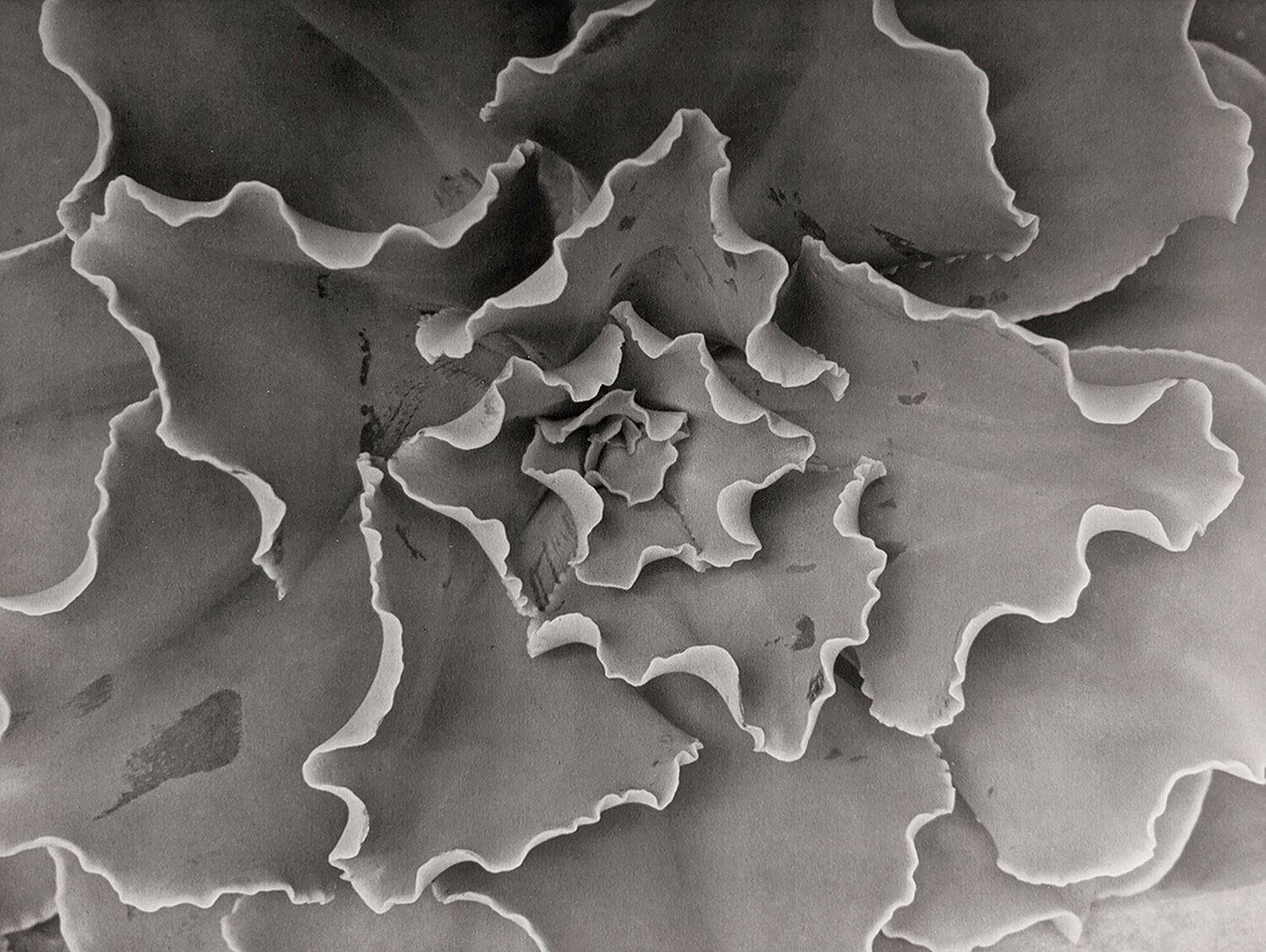 Echeveria Gibbiflora Crispa Horst P. Horst Fotografie zu verkaufen