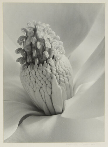 Tower of Jewels by Imogen Cunningham, Photography for Sale on Singulart