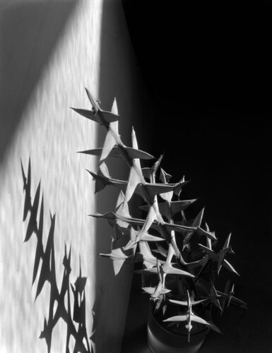 Colletia Cruciata 7 by Imogen Cunningham, Photography for Sale on Singulart