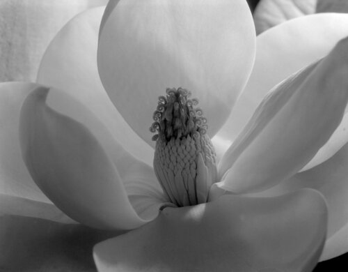 Magnolia Blossom by Imogen Cunningham, Photography for Sale on Singulart