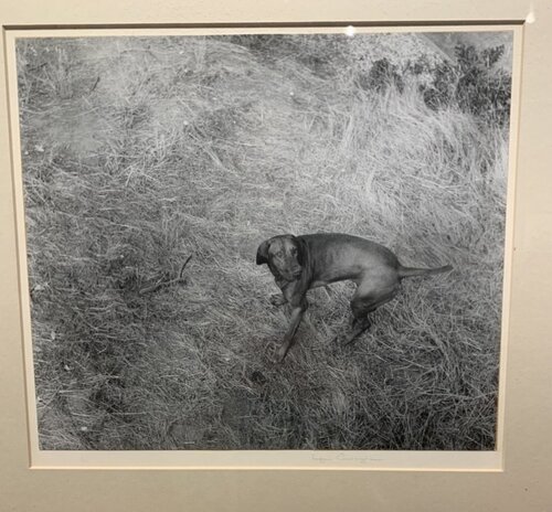 Imogen's Choice (Reddog) by Imogen Cunningham, Photography for Sale on Singulart