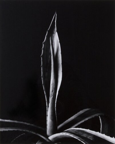 Agave van Imogen Cunningham, Fotografie te koop op Singulart