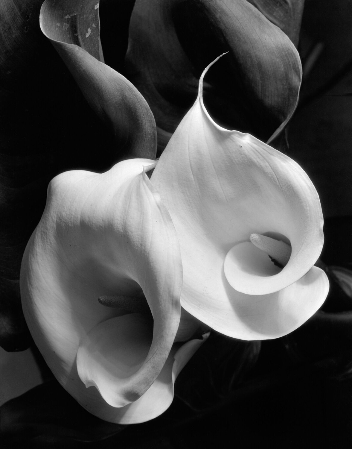 Two Callas Imogen Cunningham Fotografie zu verkaufen