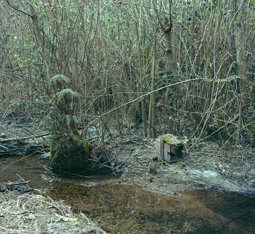 Trap set von Jeff Wall, Fotografie kaufen auf Singulart
