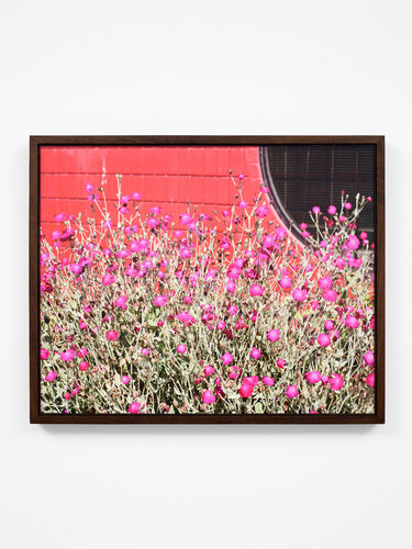 Flowering Plant von Jeff Wall, Druck kaufen auf Singulart