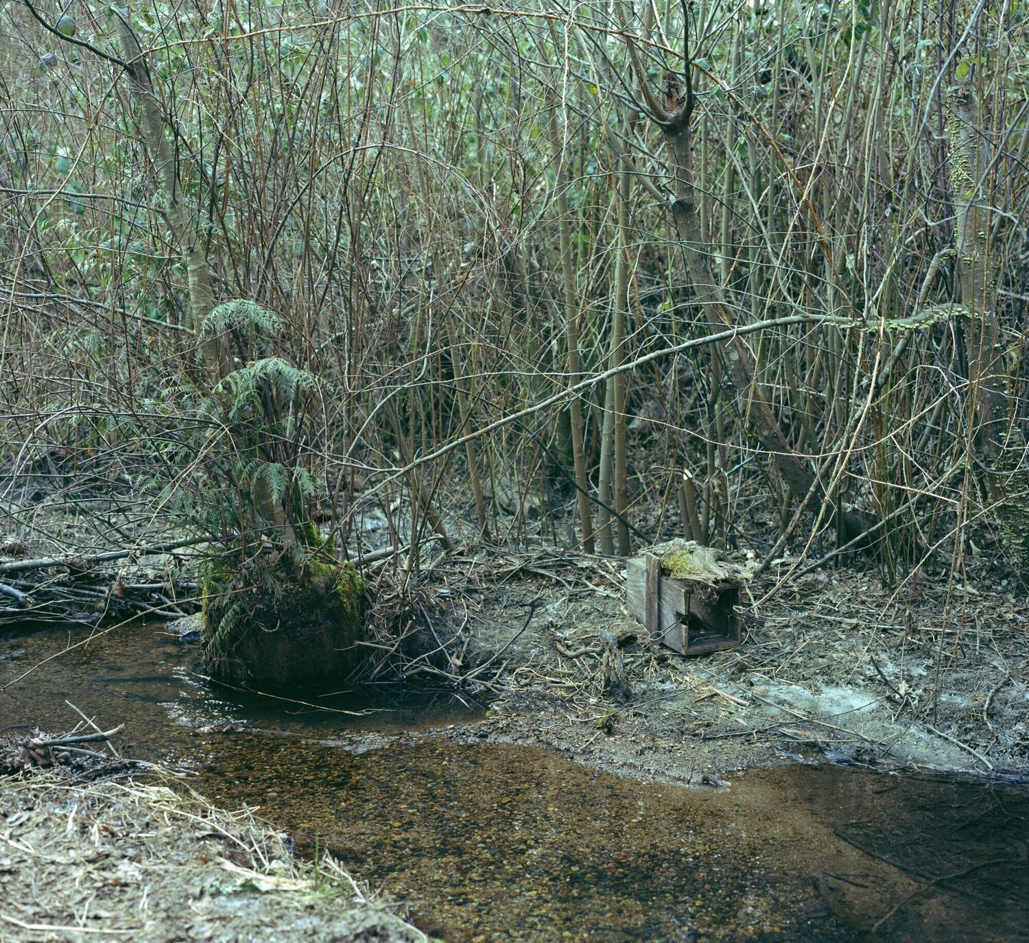 Trap set Jeff Wall Fotografia in vendita