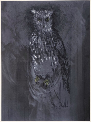 Great Horned Owl di Jim Dine, Stampa in vendita su Singulart