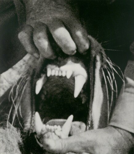Hands & Feet: Hands, Tiger & Teeth van John Baldessari, Afdruk te koop op Singulart