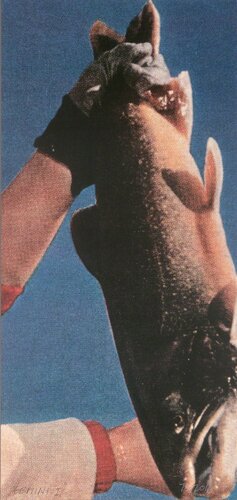 Hands & Feet: Hands & Fish van John Baldessari, Afdruk te koop op Singulart