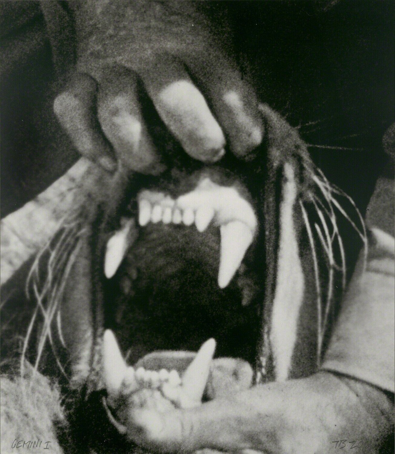 Hands & Feet: Hands, Tiger & Teeth John Baldessari Stampa in vendita