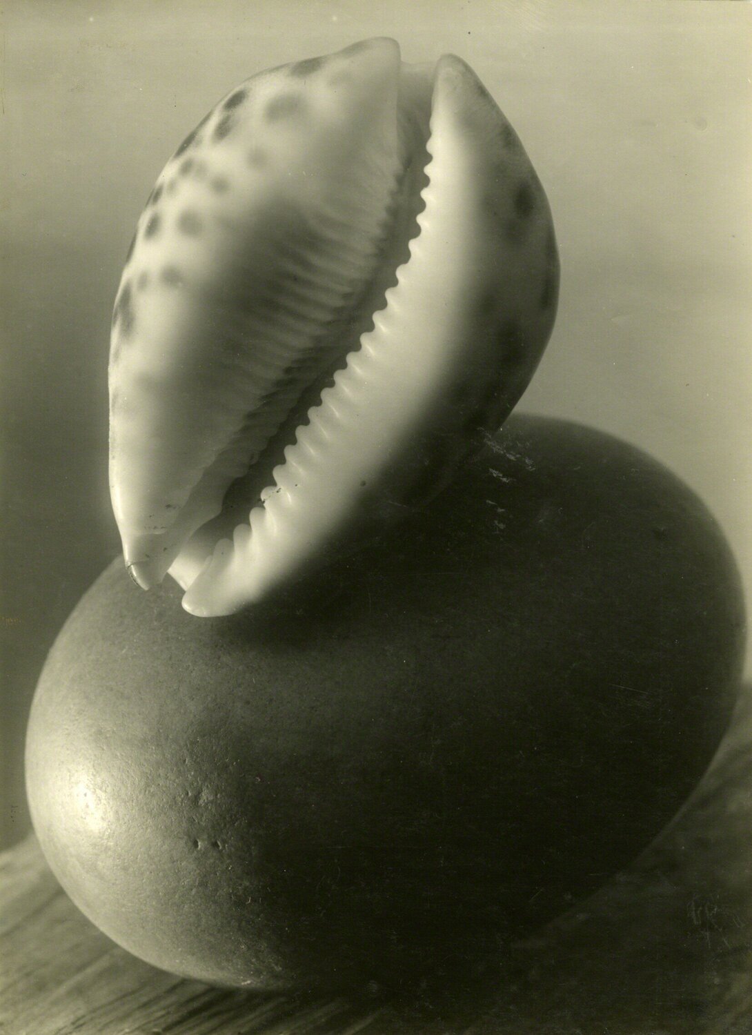 Untitled (Sea shell stillife) Josef Sudek Fotografia in vendita