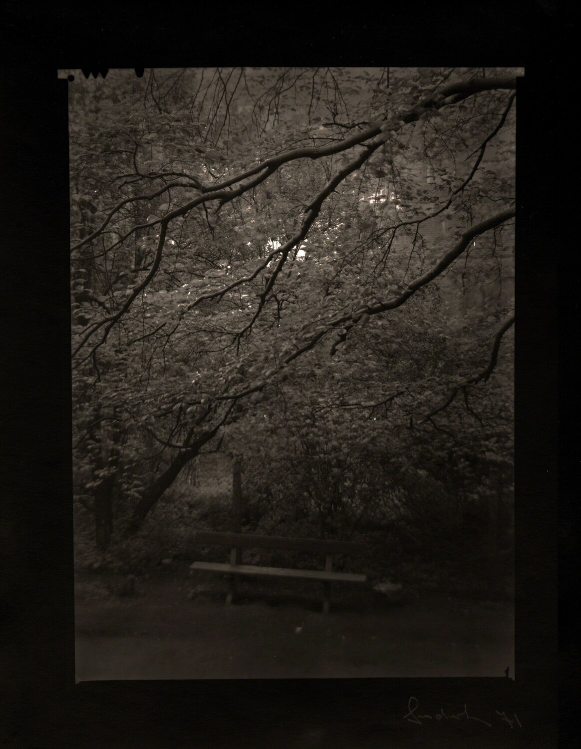 Lobkovic Garden Josef Sudek Fotografia in vendita